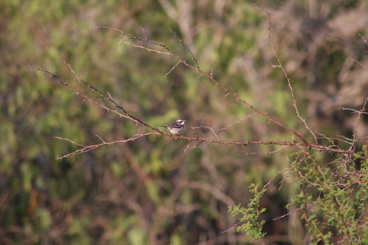 Black-throated Gray Warbler - ML634305982