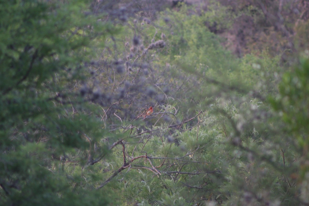 Hepatic Tanager - ML634306017