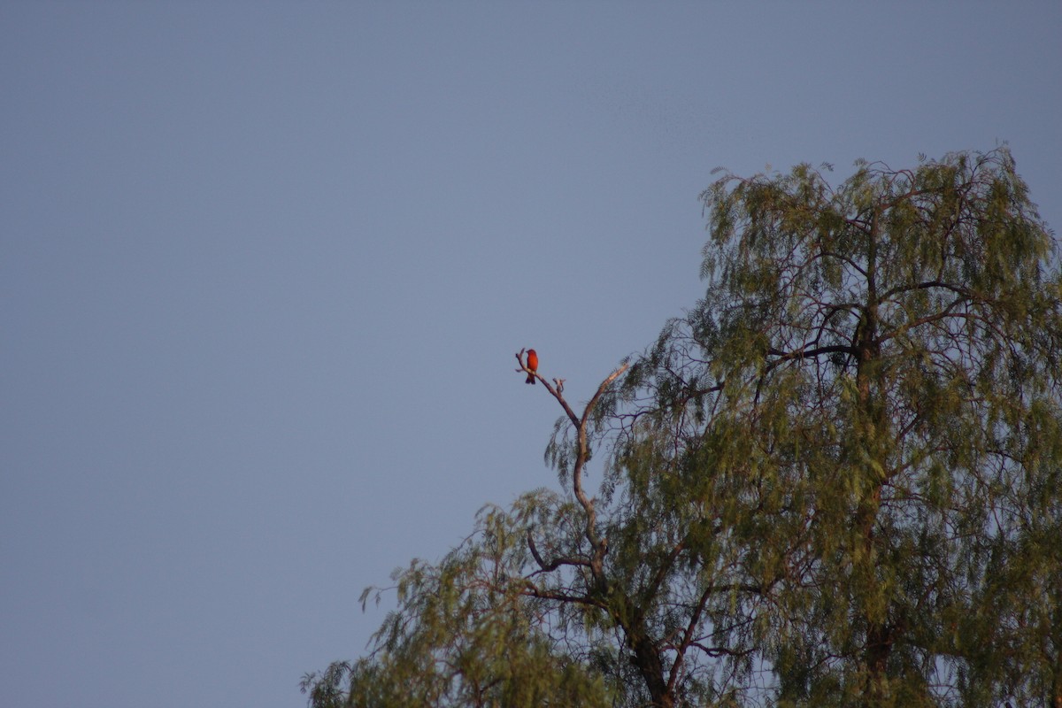Summer Tanager - ML634306036