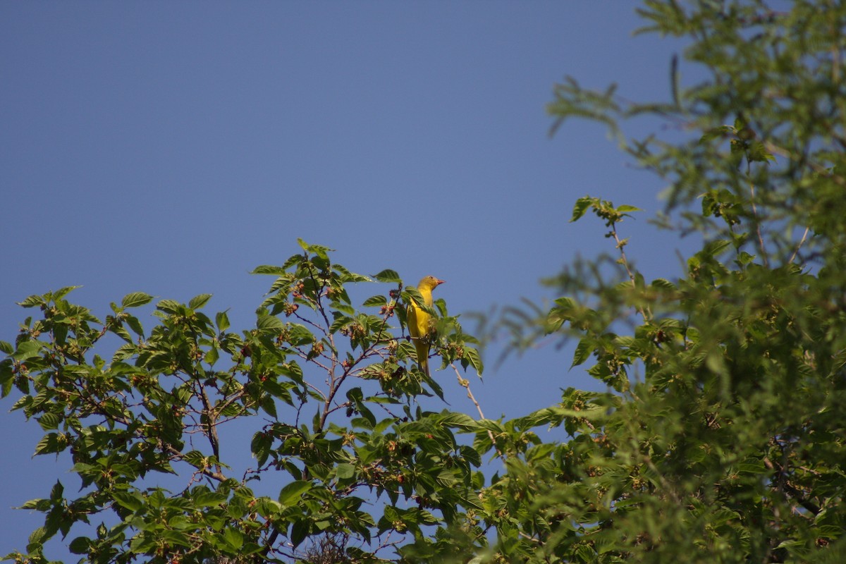 Western Tanager - ML634306045