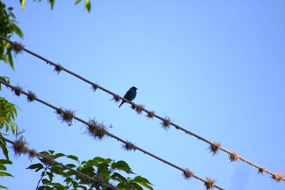 Indigo Bunting - ML634306055