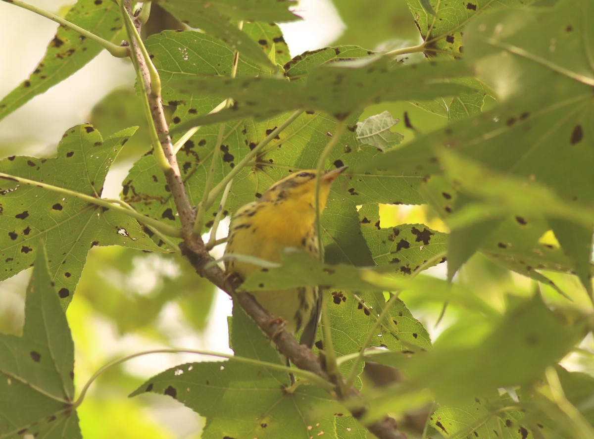 Blackburnian Warbler - ML634306147