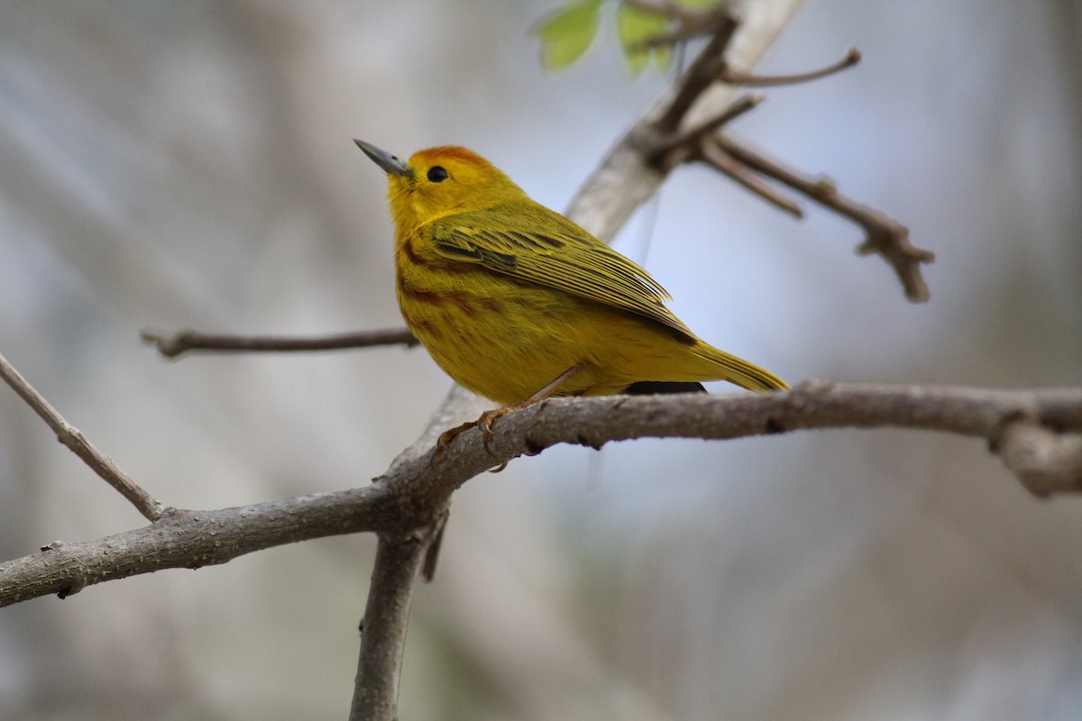 Northern Yellow Warbler - ML634306156
