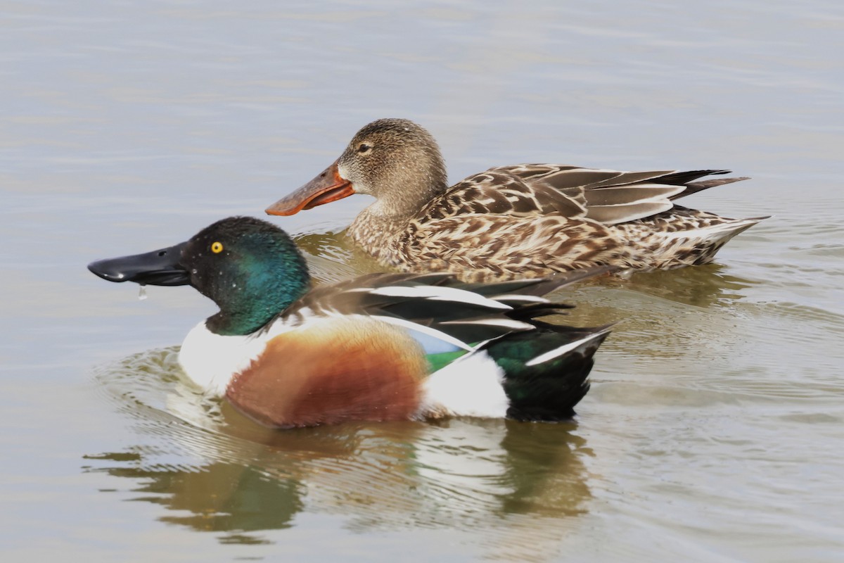 Northern Shoveler - ML634306166