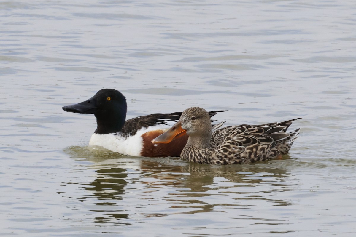 Northern Shoveler - ML634306167