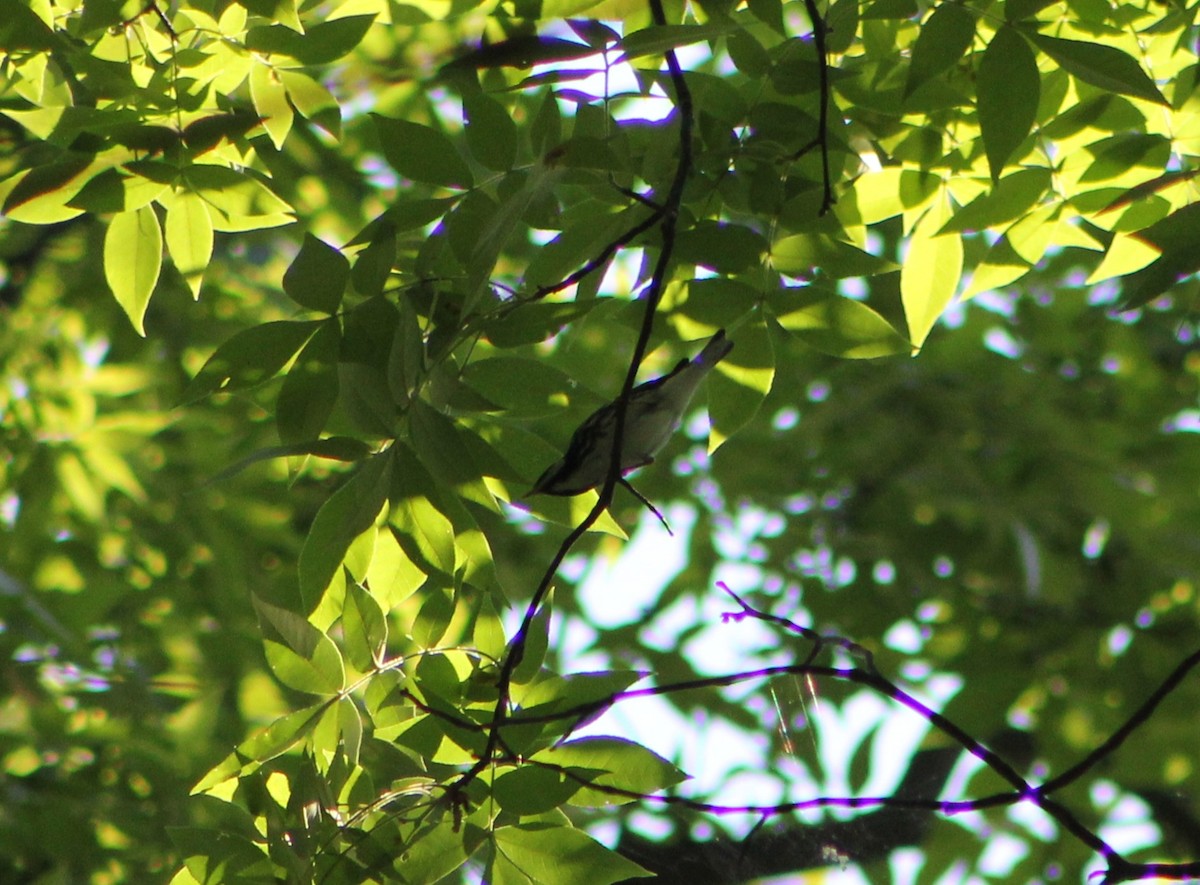 Blackpoll Warbler - ML634306168