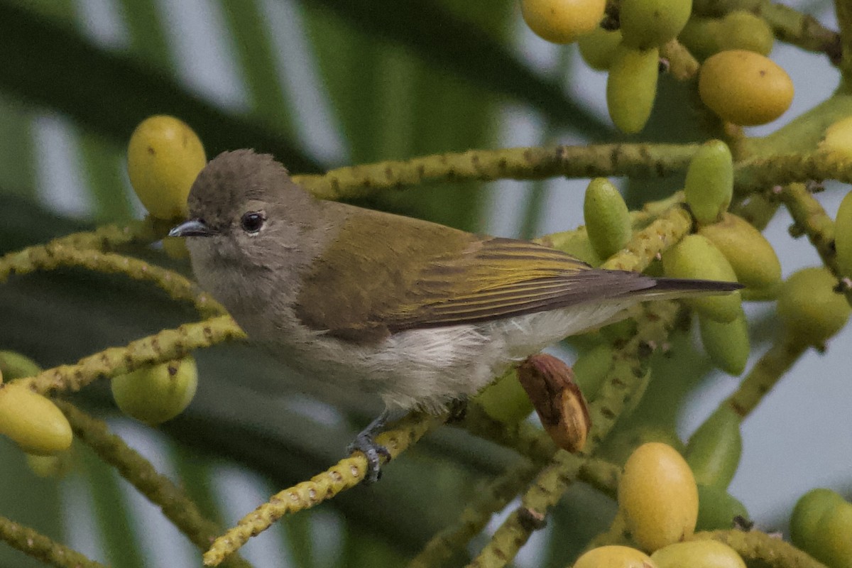 Green-backed Honeybird - ML634306186