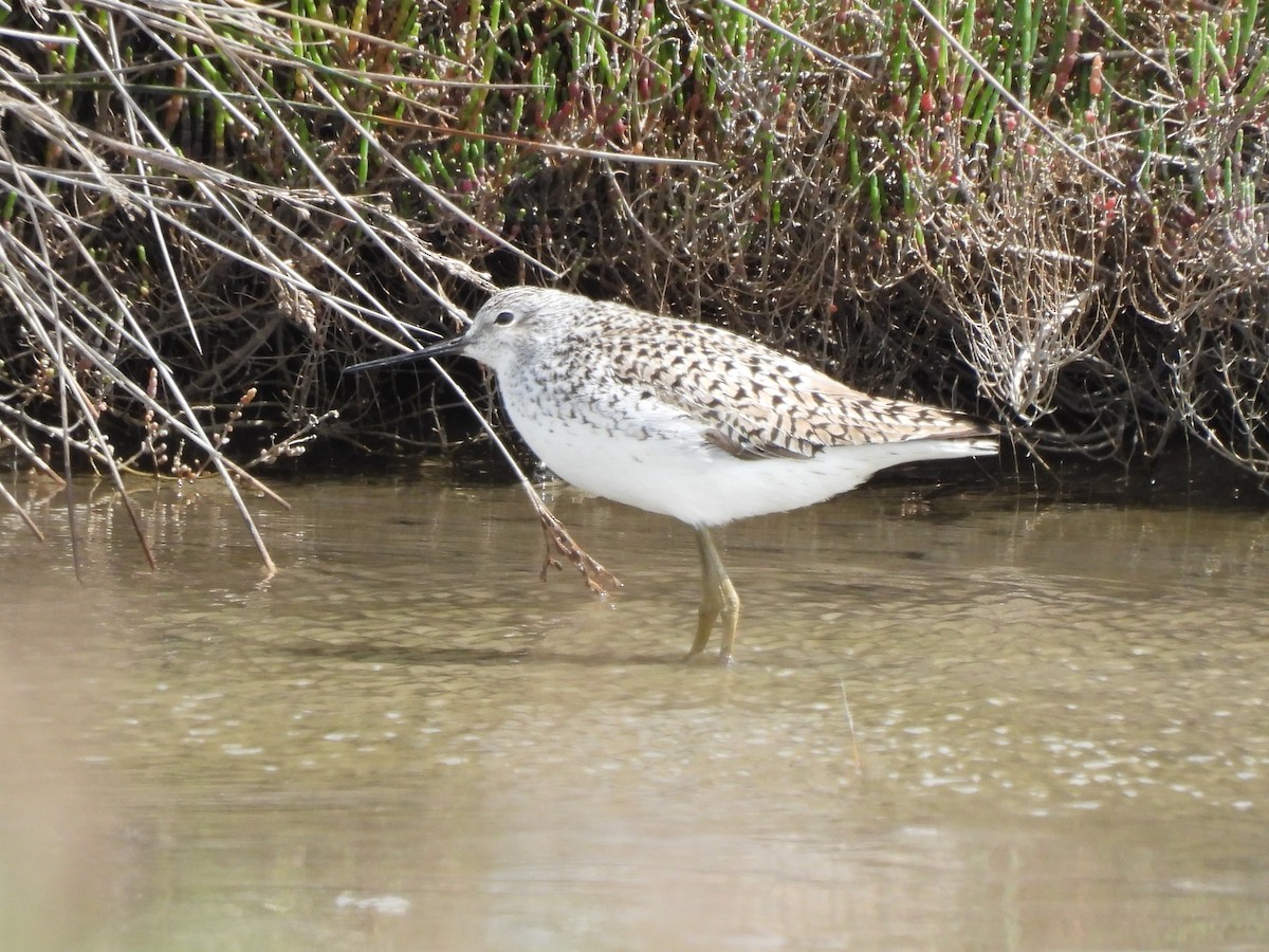 Marsh Sandpiper - ML634306217