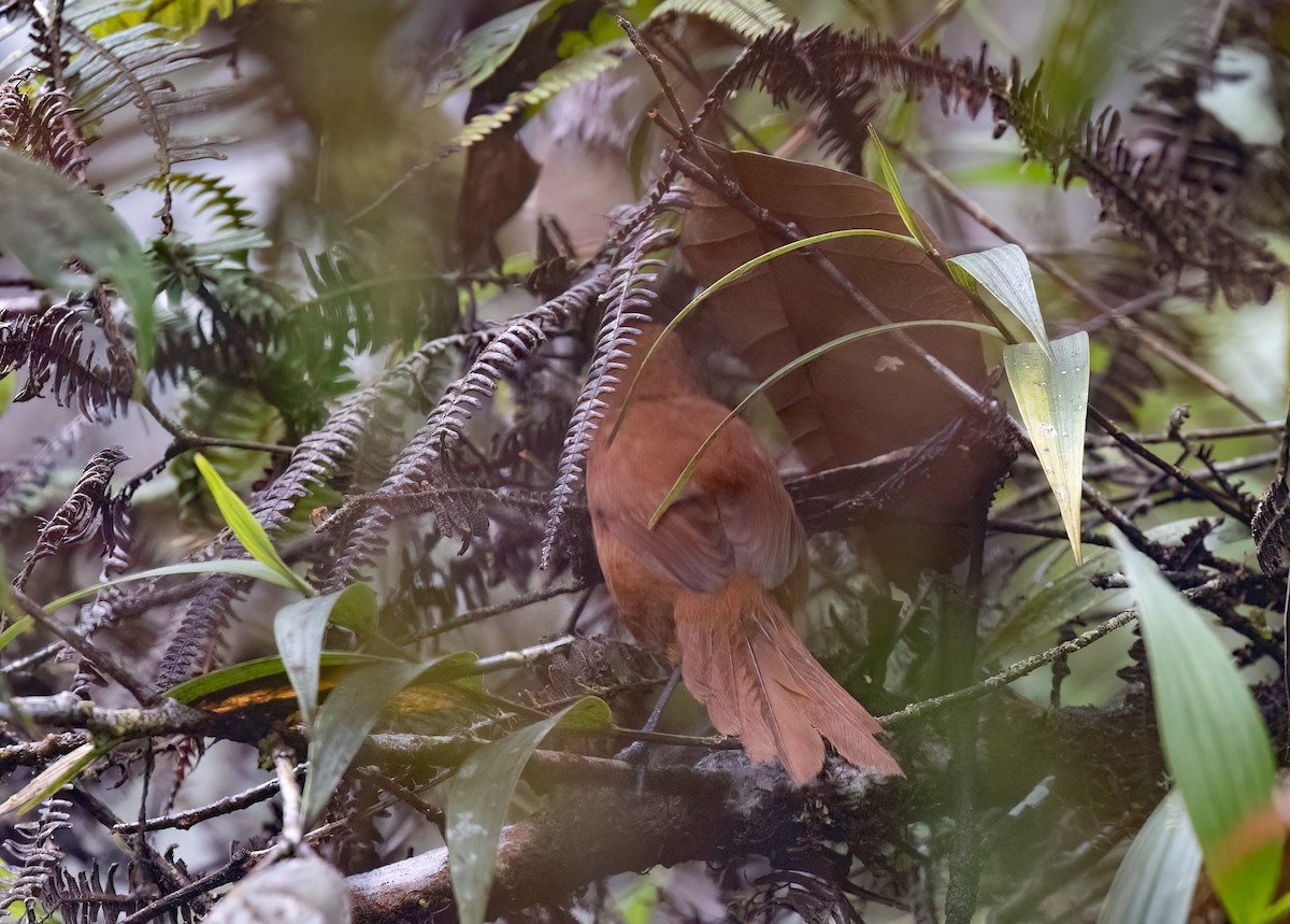 Rufous Spinetail (unirufa) - ML634306232