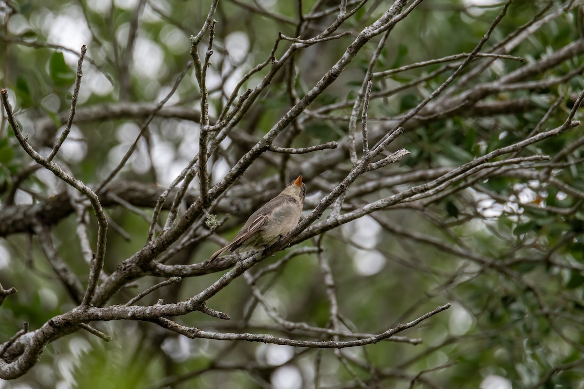 Greater Pewee - ML634306235