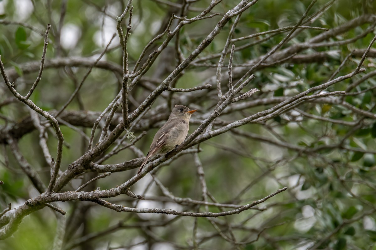 Greater Pewee - ML634306236