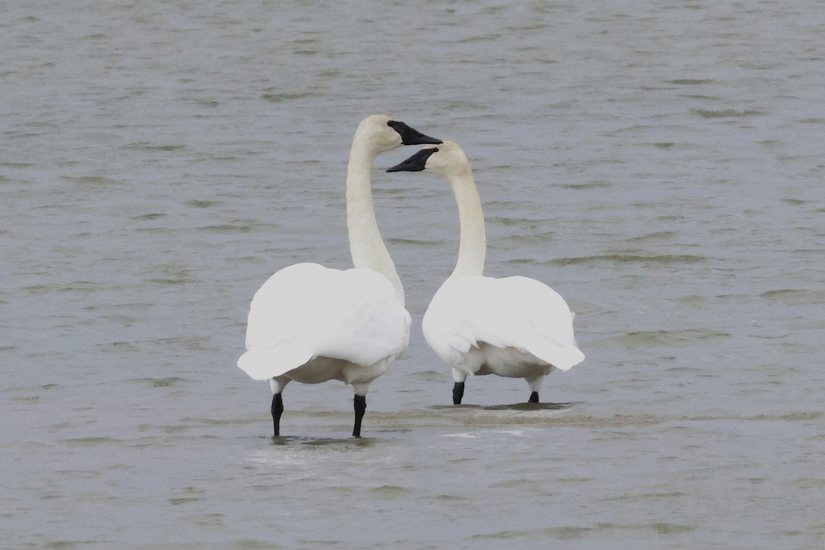 Trumpeter Swan - ML634306287