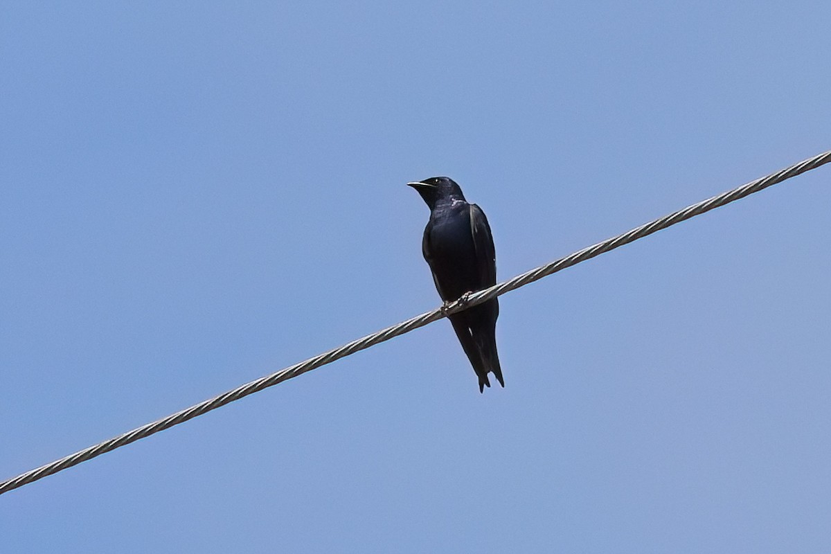 Purple Martin - ML634306291