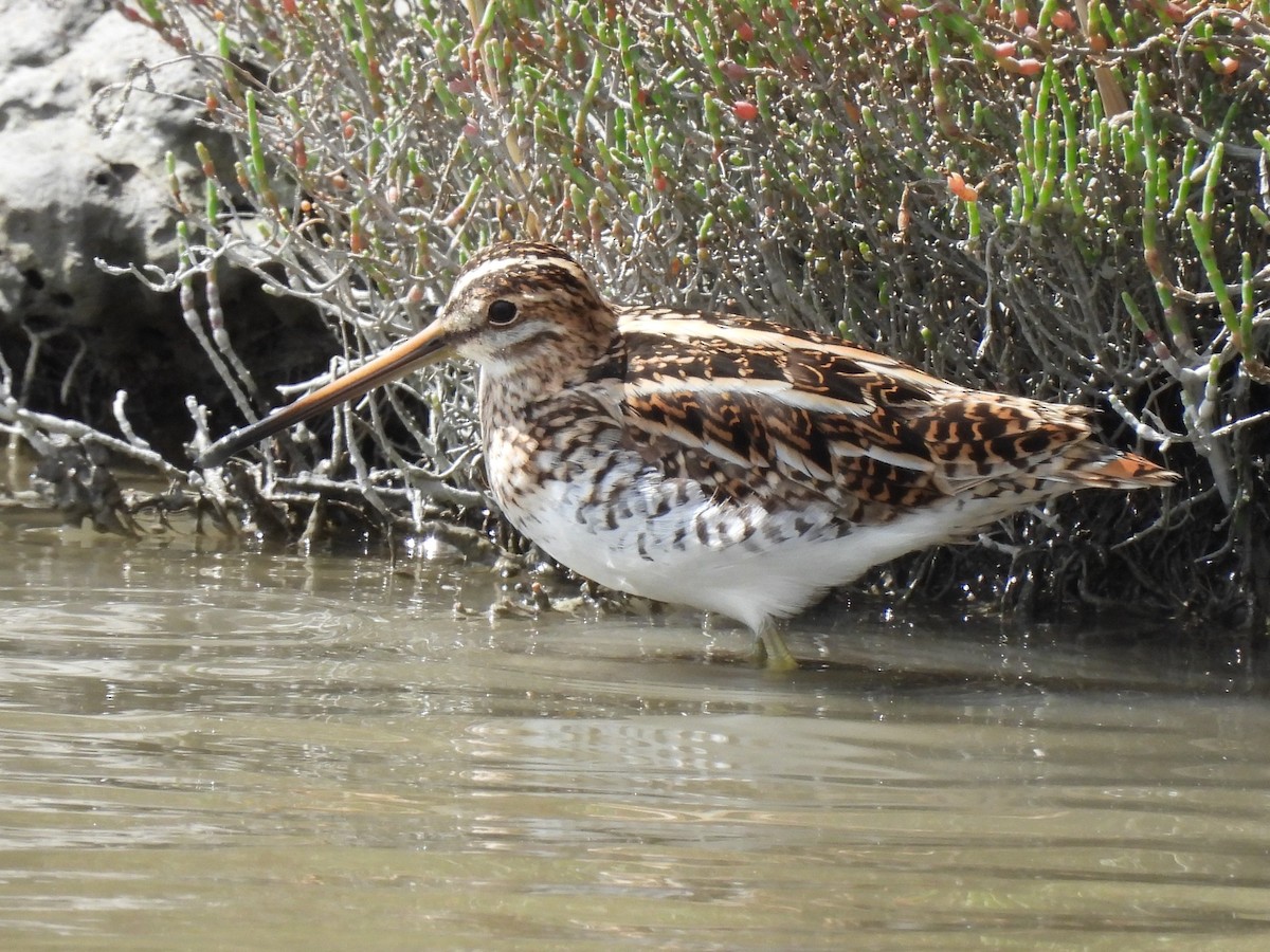 Common Snipe - ML634306293