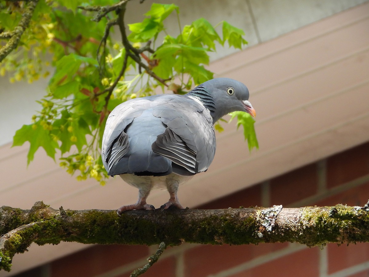 Ойн тагтаа - ML634306329