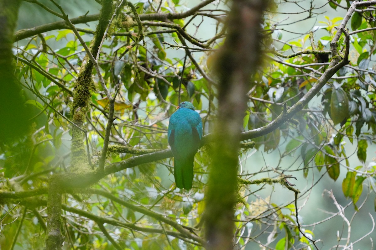 Golden-headed Quetzal - ML634306335