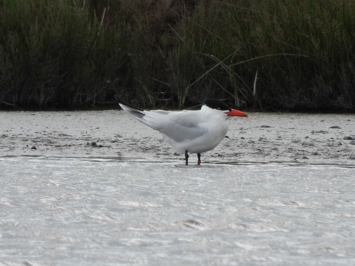 Caspian Tern - ML634306371