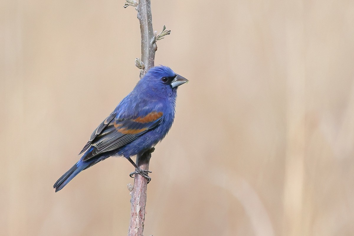Blue Grosbeak - ML634306374