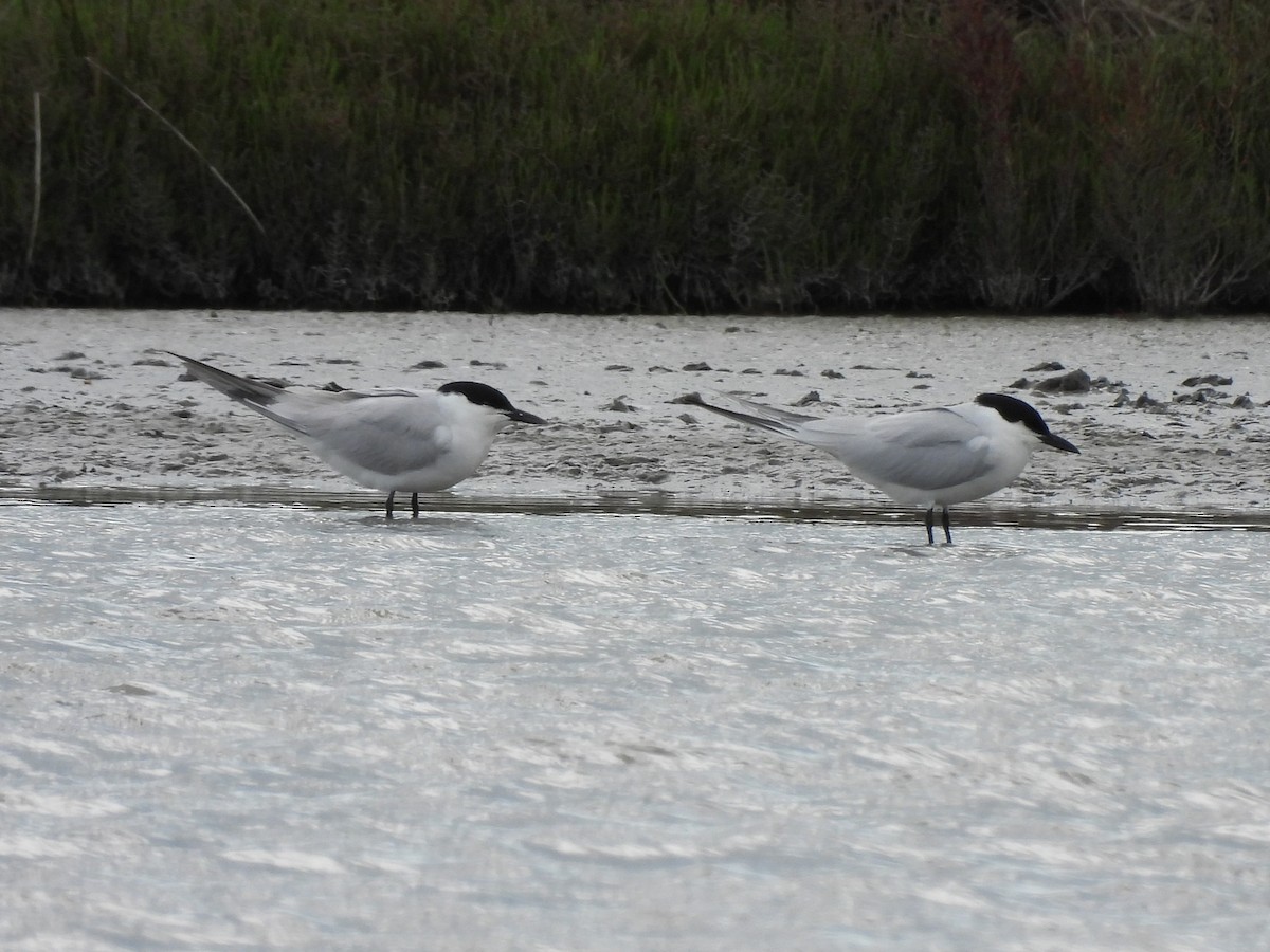 Gull-billed Tern - ML634306404