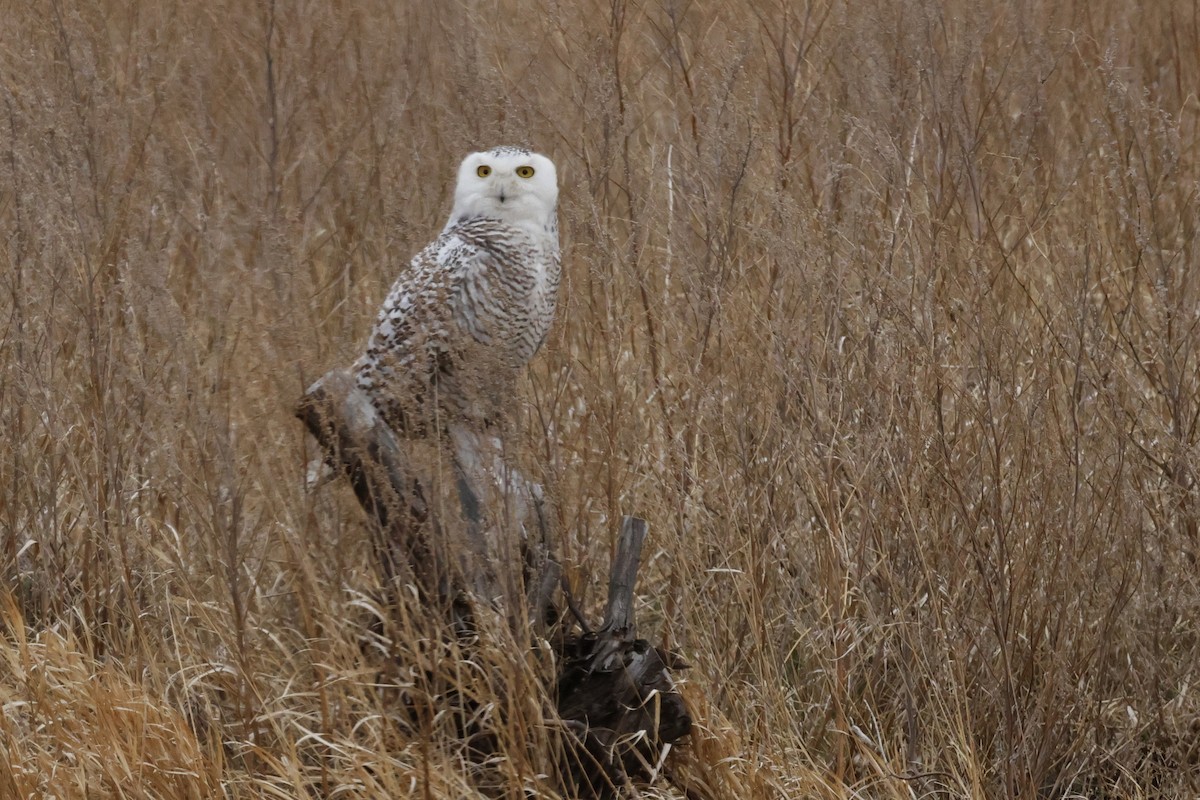 Snowy Owl - ML634306431