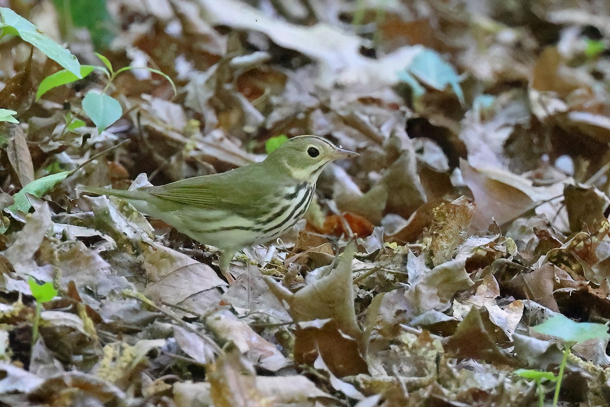 Ovenbird - ML634306444