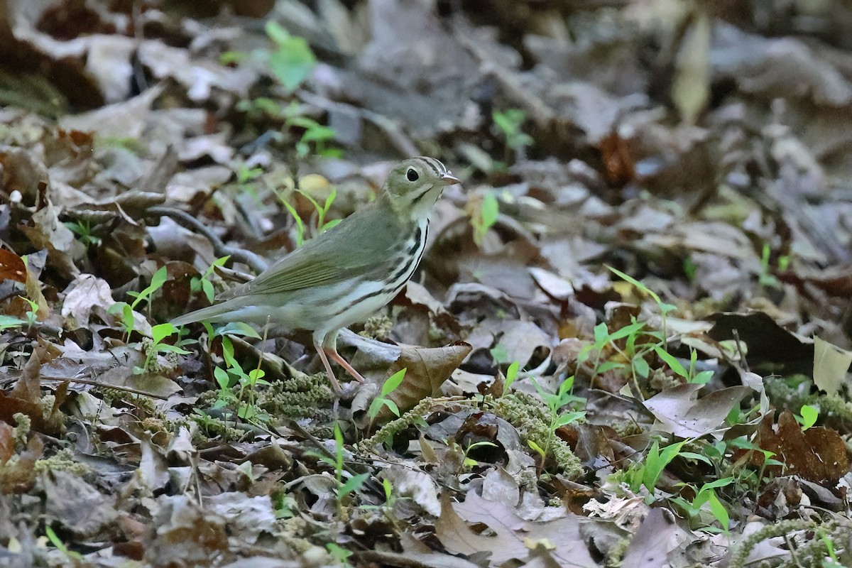 Ovenbird - ML634306445