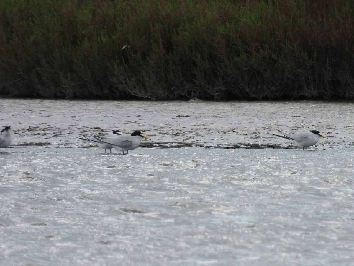 Little Tern - ML634306470
