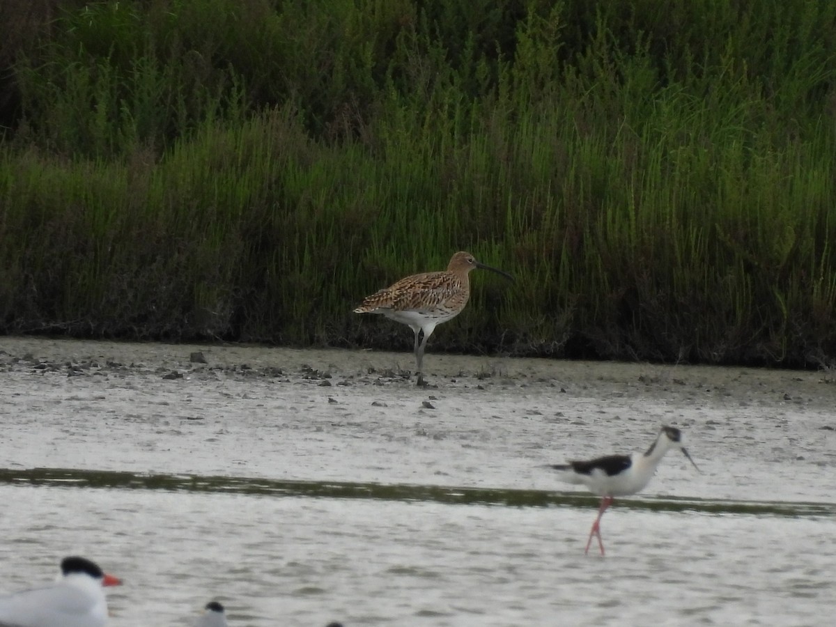 Eurasian Curlew - ML634306724
