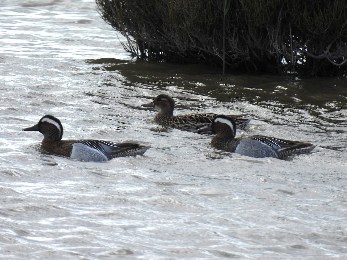 Garganey - ML634306833