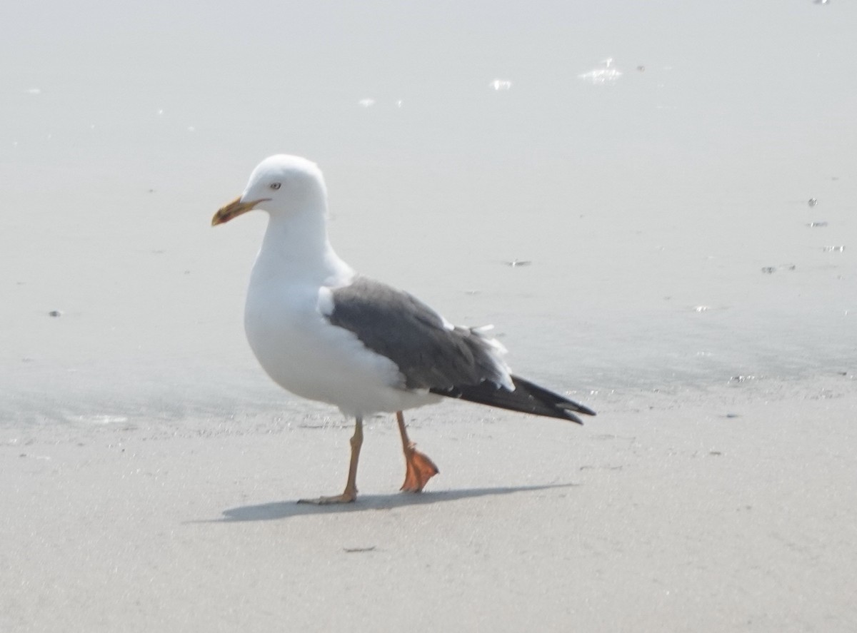 Lesser Black-backed Gull - ML634306876