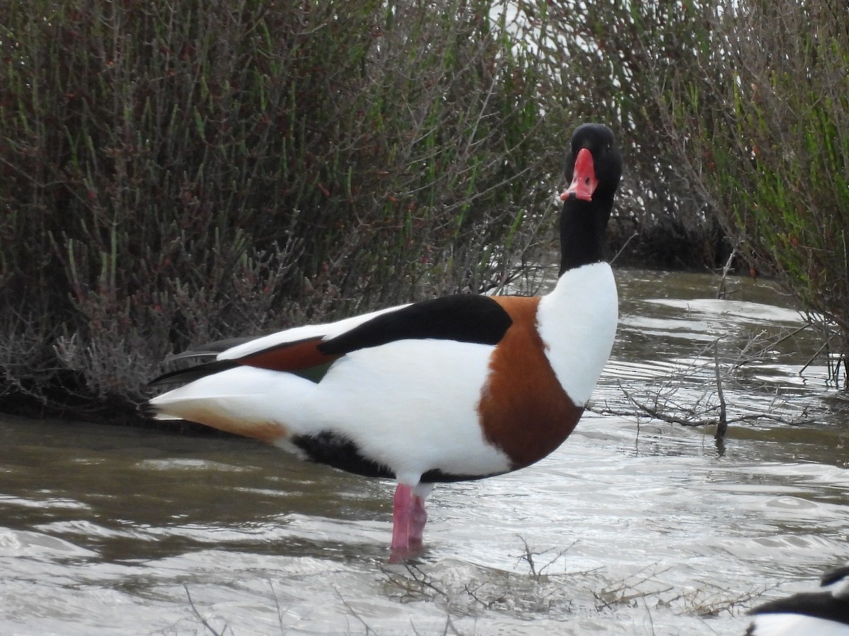 Common Shelduck - ML634306897
