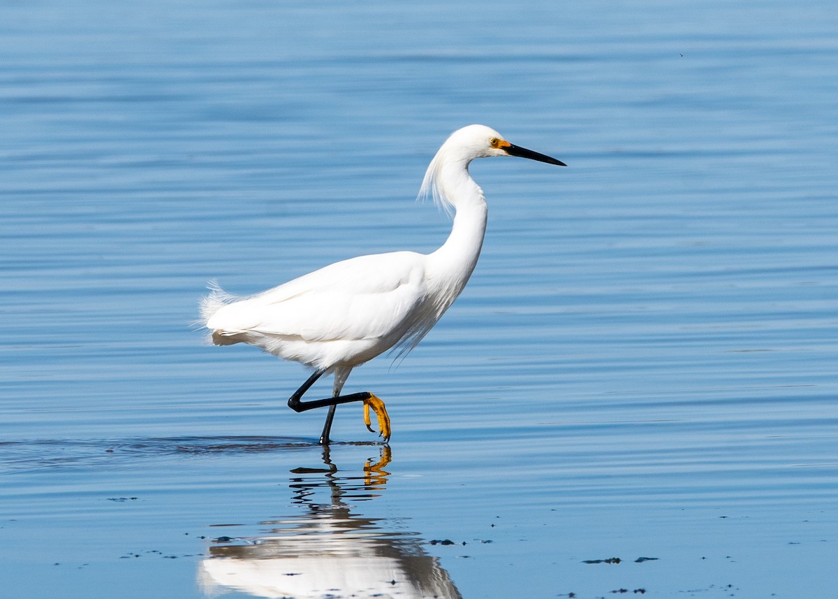 Snowy Egret - ML634306960