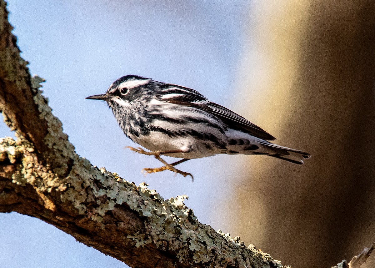 Black-and-white Warbler - ML634306979