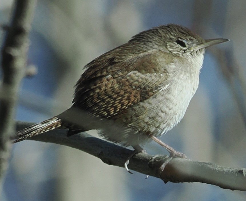Northern House Wren - ML634306998