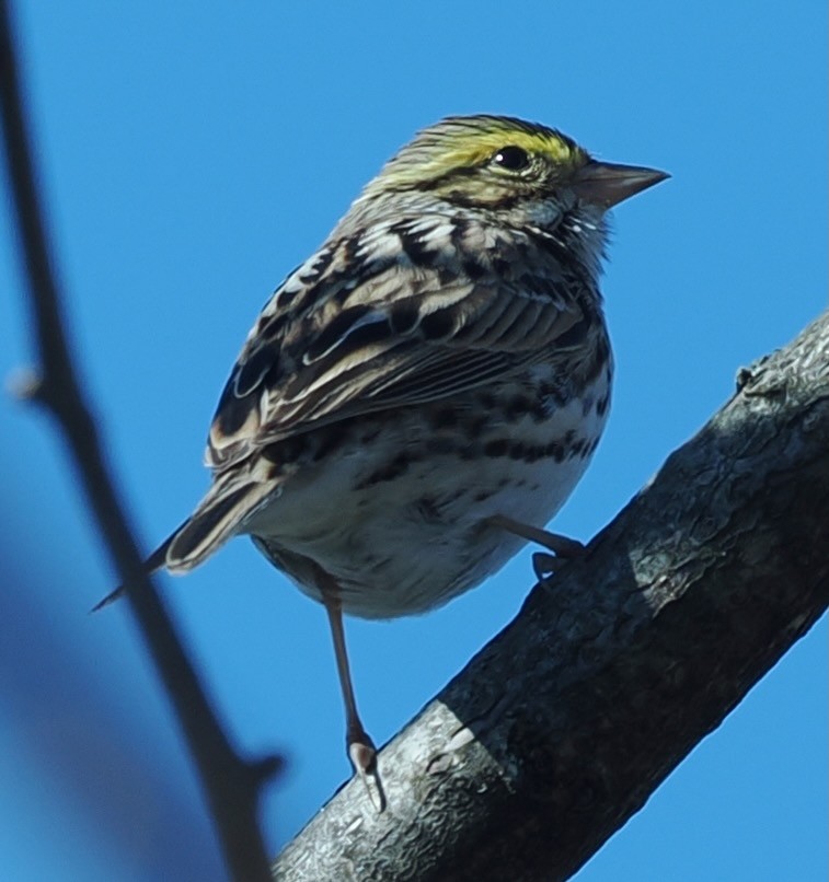稀樹草鵐 - ML634307017