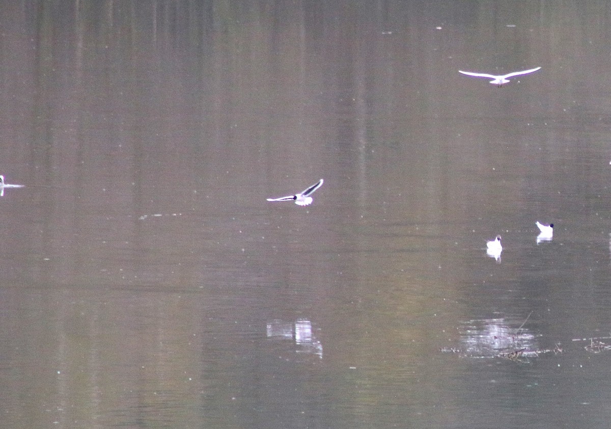Little Gull - ML634307026