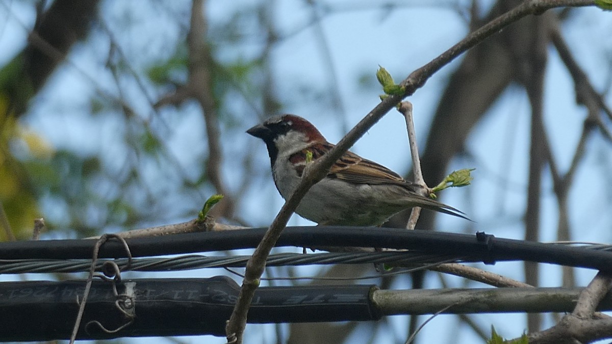 House Sparrow - ML634307037