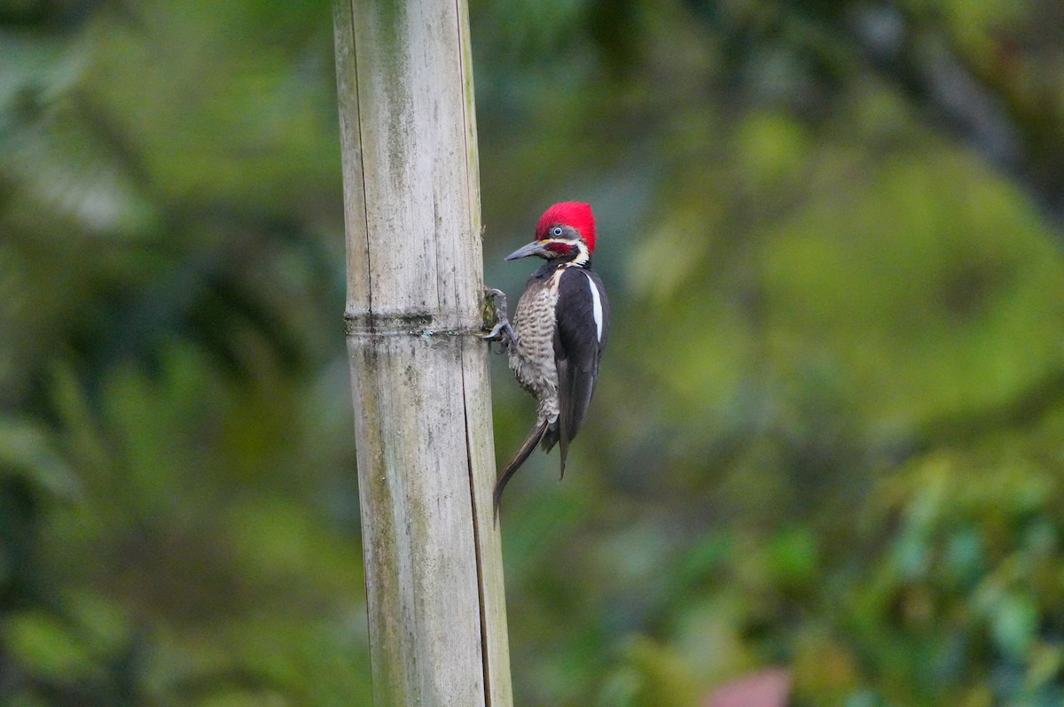 Powerful Woodpecker - ML634307068
