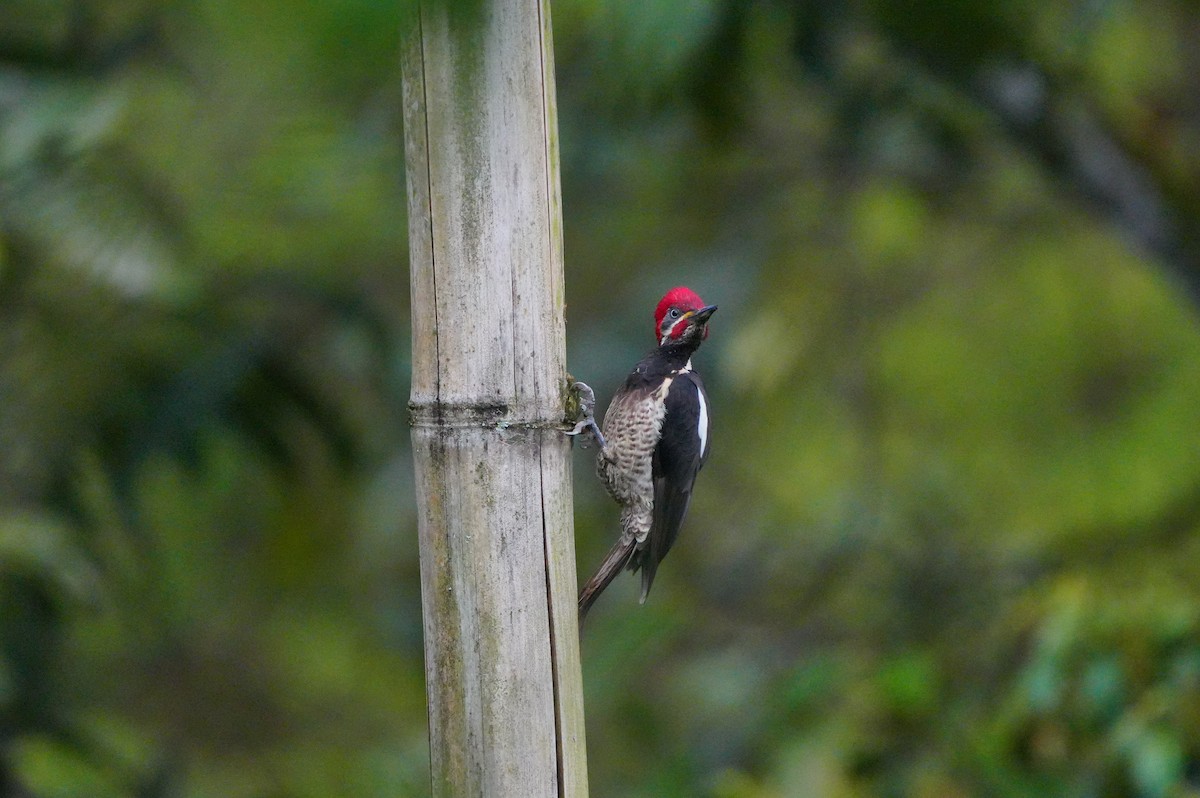 Powerful Woodpecker - ML634307070