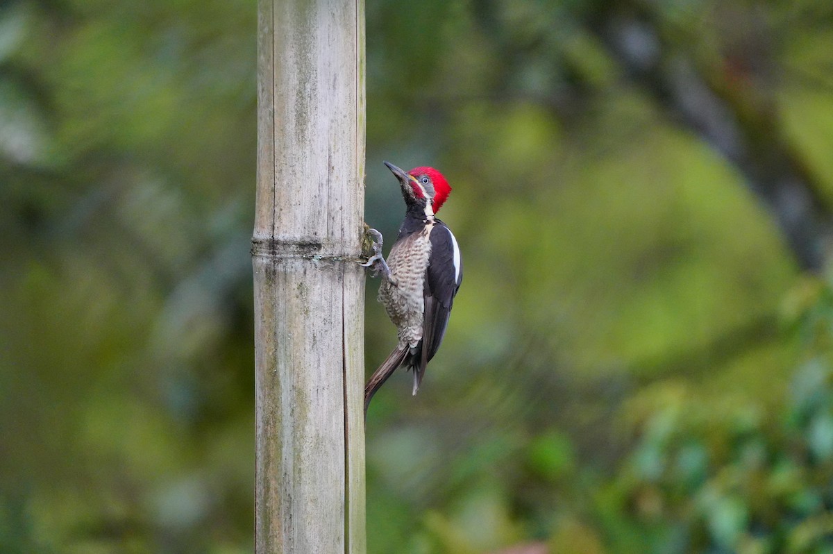 Powerful Woodpecker - ML634307071