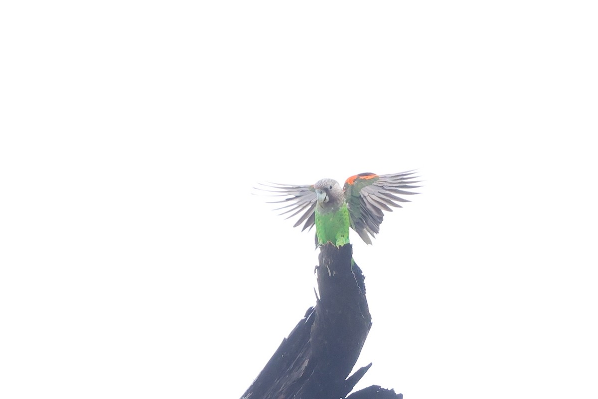 Brown-necked Parrot - ML634307077