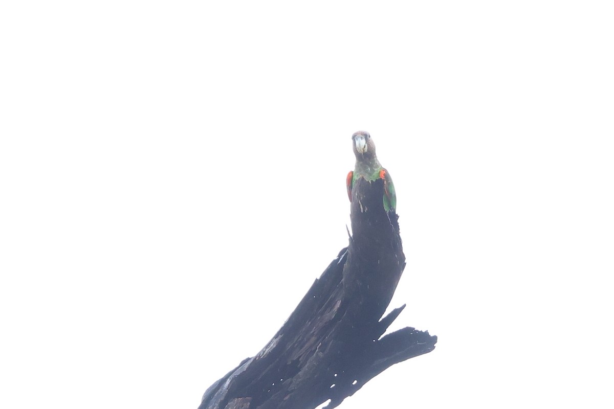Brown-necked Parrot - ML634307078