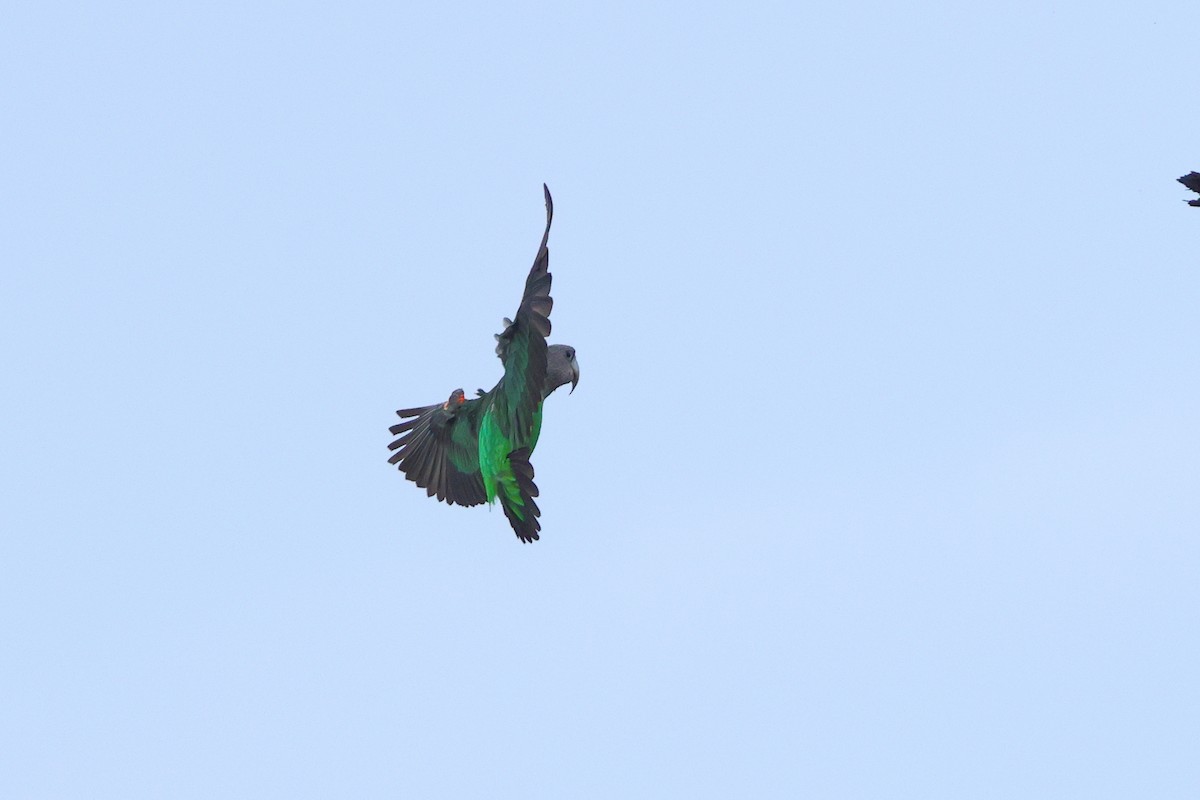 Brown-necked Parrot - ML634307079