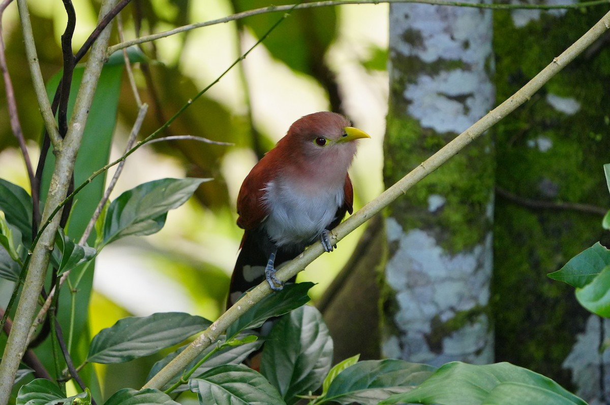 Squirrel Cuckoo - ML634307135