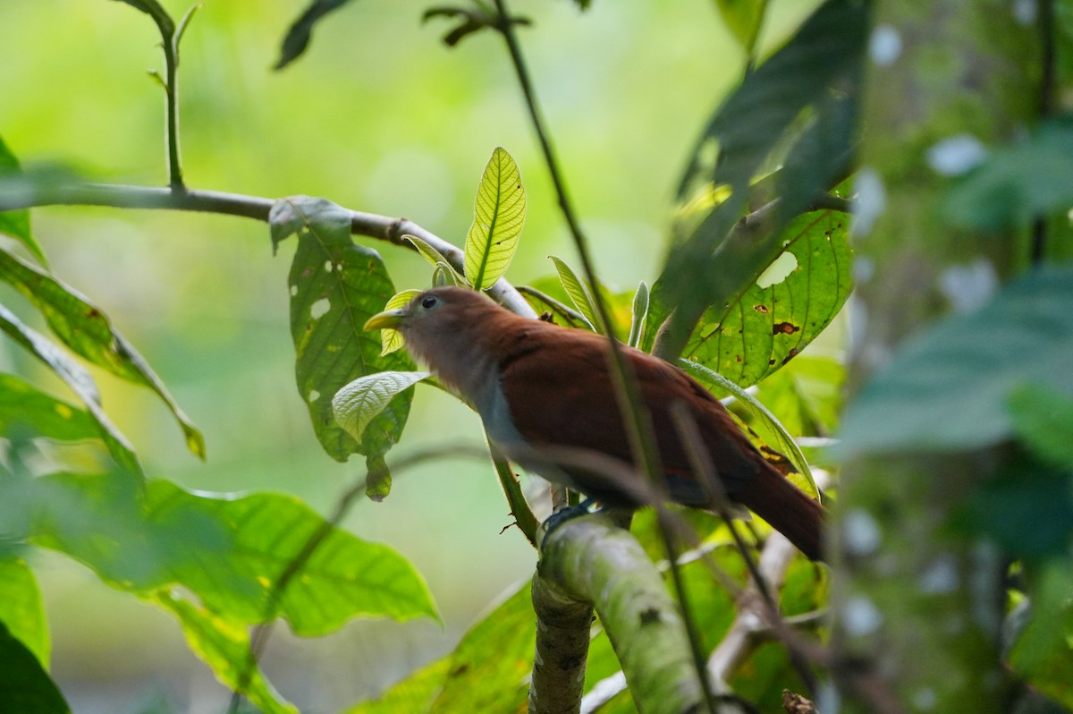 Squirrel Cuckoo - ML634307136