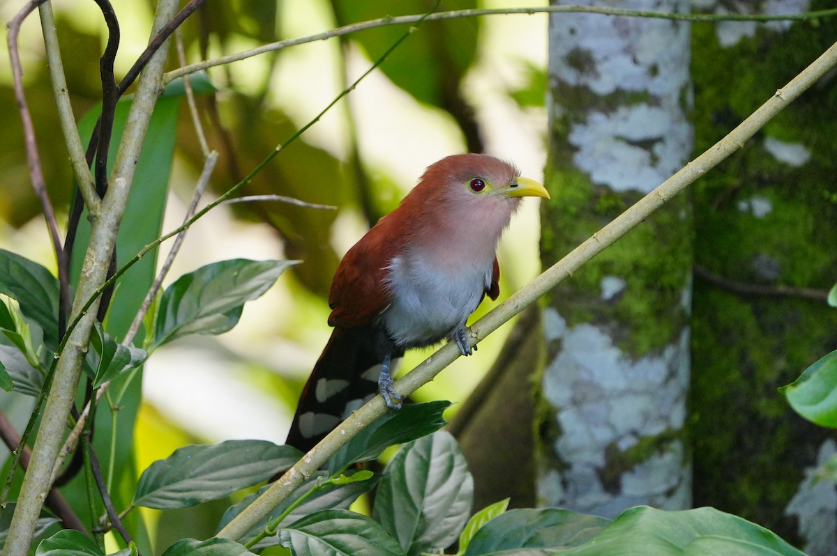 Squirrel Cuckoo - ML634307137