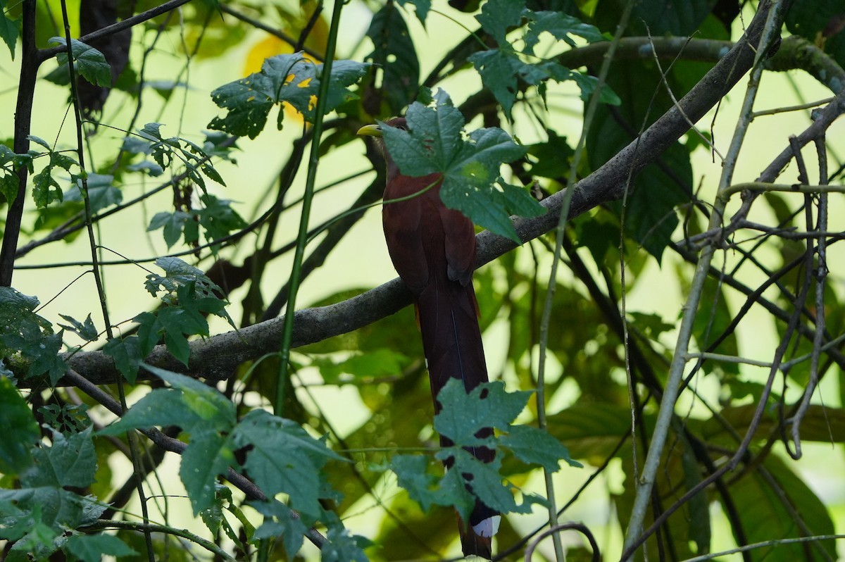 Squirrel Cuckoo - ML634307138