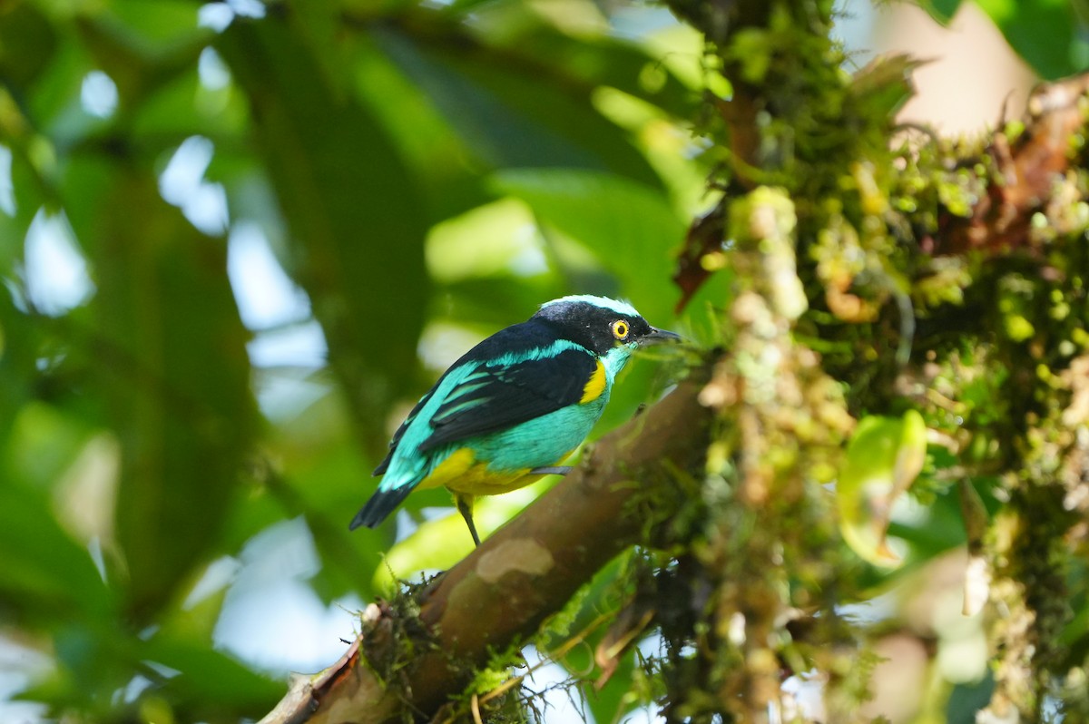 Black-faced Dacnis - ML634307179