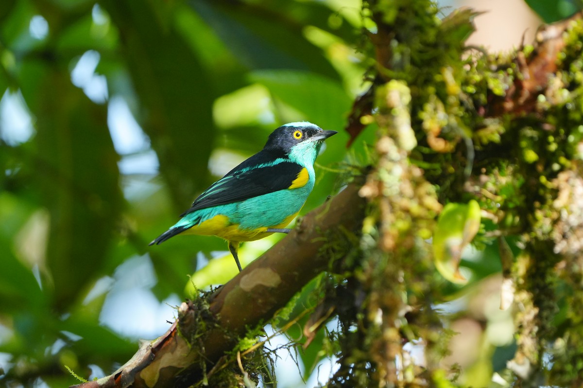 Black-faced Dacnis - ML634307181
