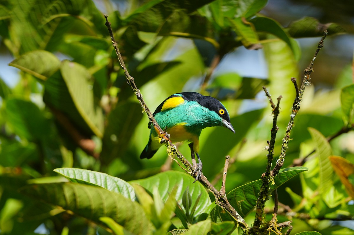 Black-faced Dacnis - ML634307182